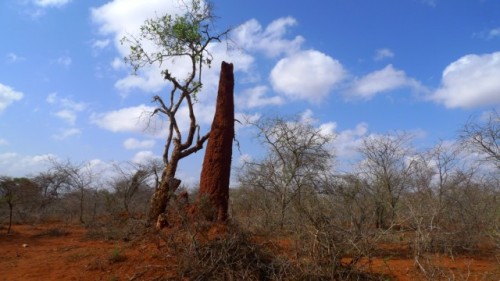 Cheminé d'aération sur une termitière géante