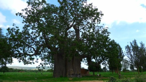 Un baobab de taille respectable