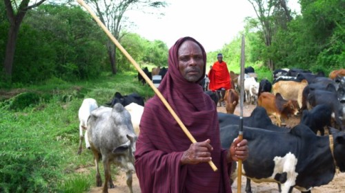 Fier Massaï et son troupeau de boeuf.