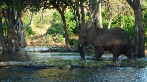 Un gros éléphant qui se lavait dans la rivière Zambie