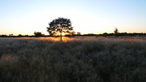 Un petit matin frisquet d'avril au Botswana